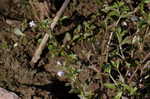 yellowseed false pimpernel